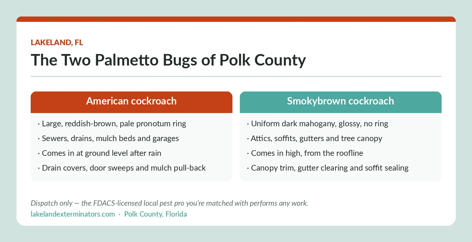 Lakeland FL comparison of the two palmetto bugs, American cockroach and smokybrown cockroach, by appearance, harborage, entry route and exclusion approach