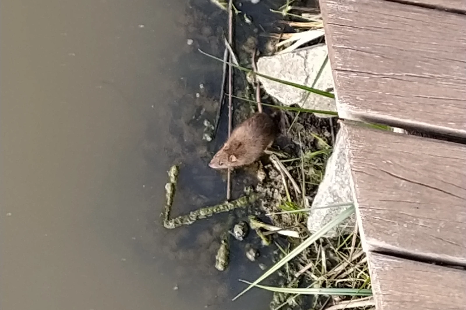 Rat near water at a building edge — the riverfront and port pressure behind rodent control in Jacksonville FL