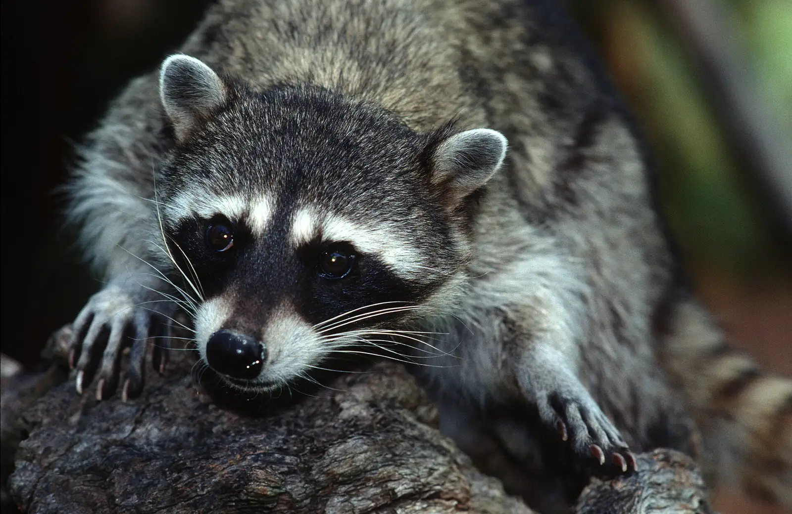 Raccoon in close view, the protected wildlife behind attic exclusion rules in Lakeland FL