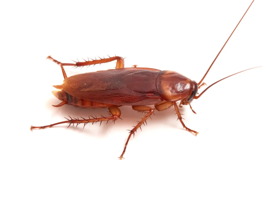 Adult American cockroach, known locally as a palmetto bug, the large roach species Auburndale, FL homes see most after wet weather
