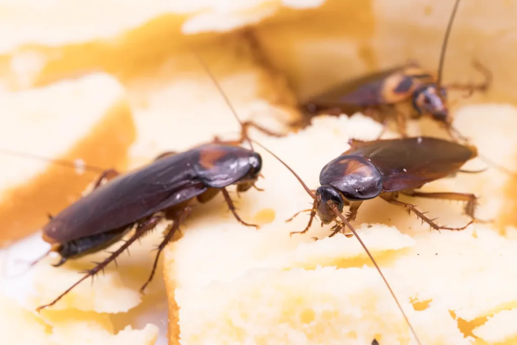 Cockroach feeding on a slice of bread, showing how roach infestations contaminate food storage in Bartow, FL kitchens