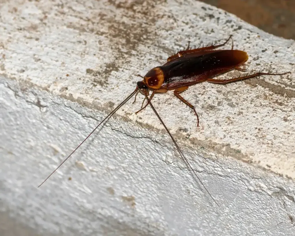 American cockroach seen up close, the moisture-seeking species roach control in Plant City, FL deals with year-round