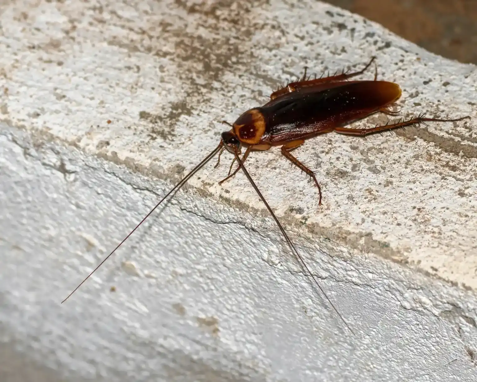 German cockroach close-up — the unit-to-unit pest pressure Brandon FL apartment corridors deal with