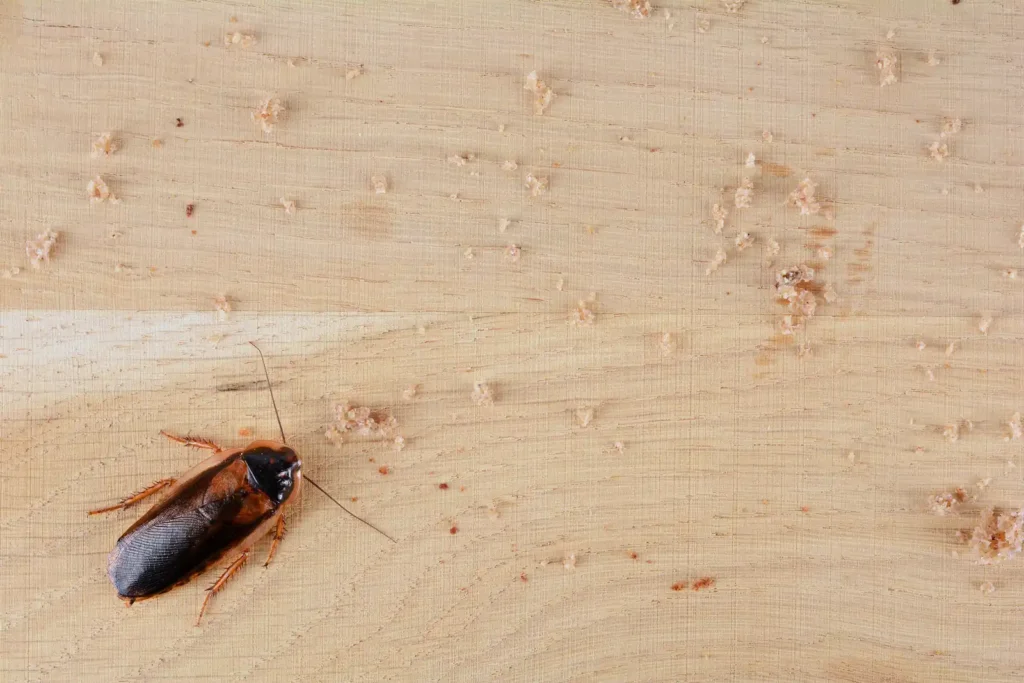 Cockroach crossing a kitchen surface at night, the most common first sighting reported by Winter Haven, FL homeowners