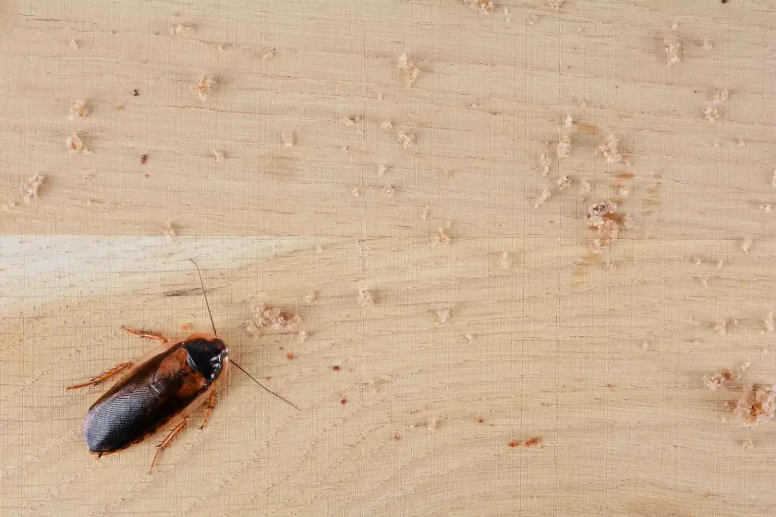 Kitchen roach inspection — where German cockroach cleanouts start in Orlando FL homes and rentals