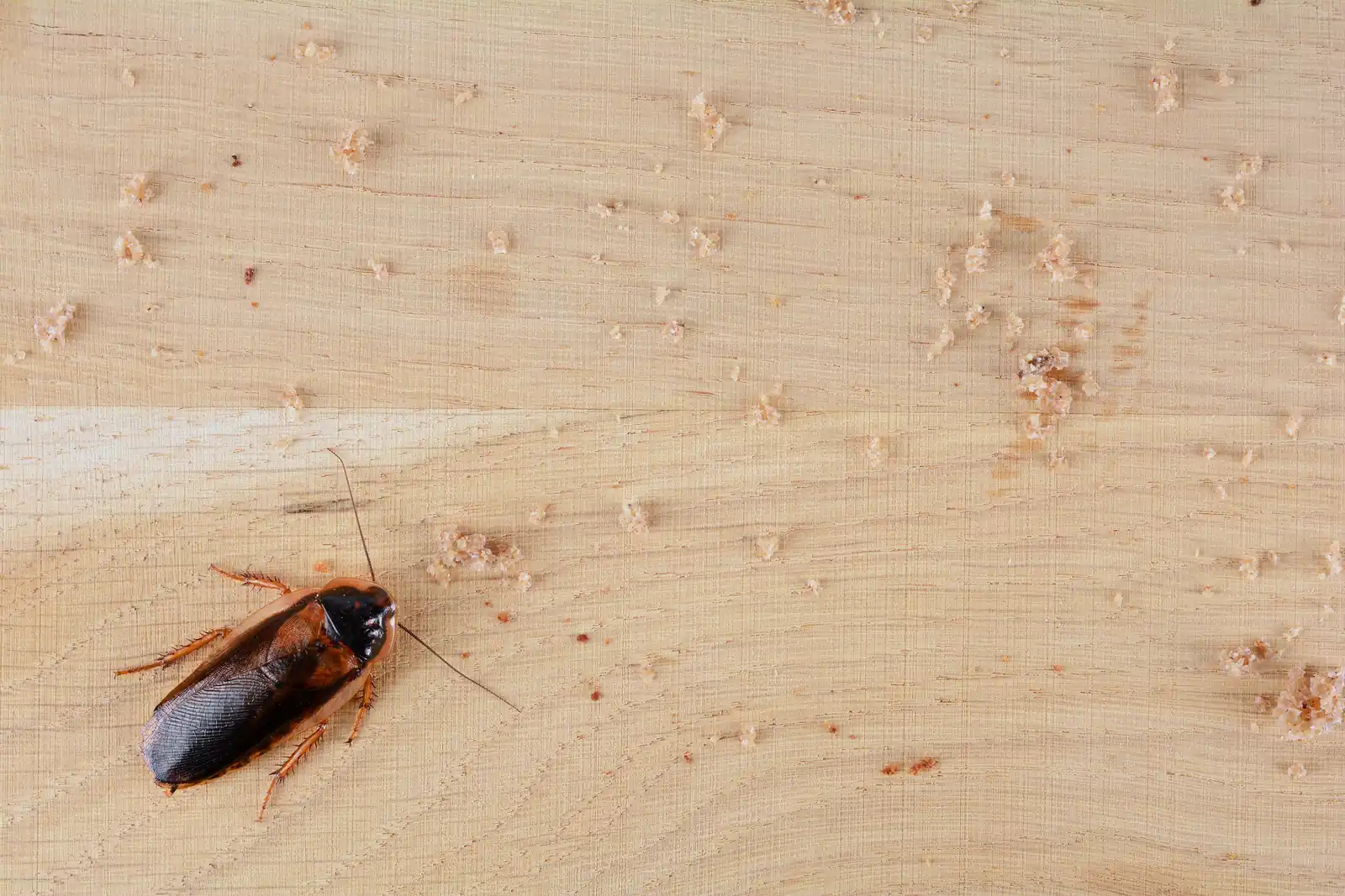 Cockroach crossing a kitchen surface at night — the first sighting most St. Petersburg FL roach calls report