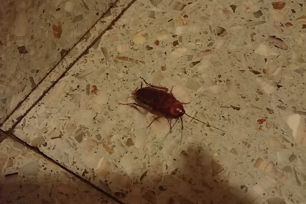 Cockroach on an interior floor — in Altamonte Springs FL multifamily housing, roach problems spread unit to unit through shared walls