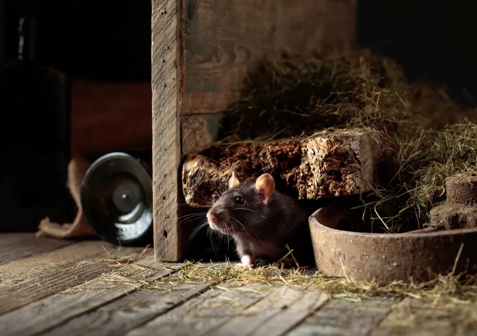 Rat in an outbuilding — feed rooms and barns make rodent control the signature pest call in Ocala FL horse country