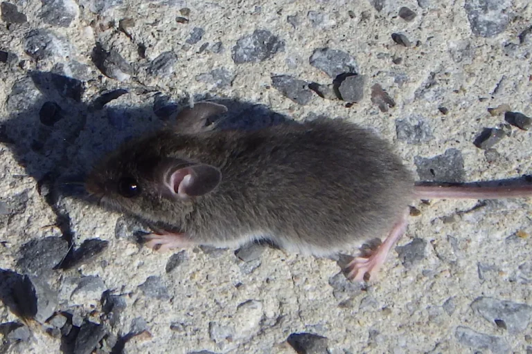 House mouse skirting a foundation edge — the entry behavior rodent control in Davenport FL starts with