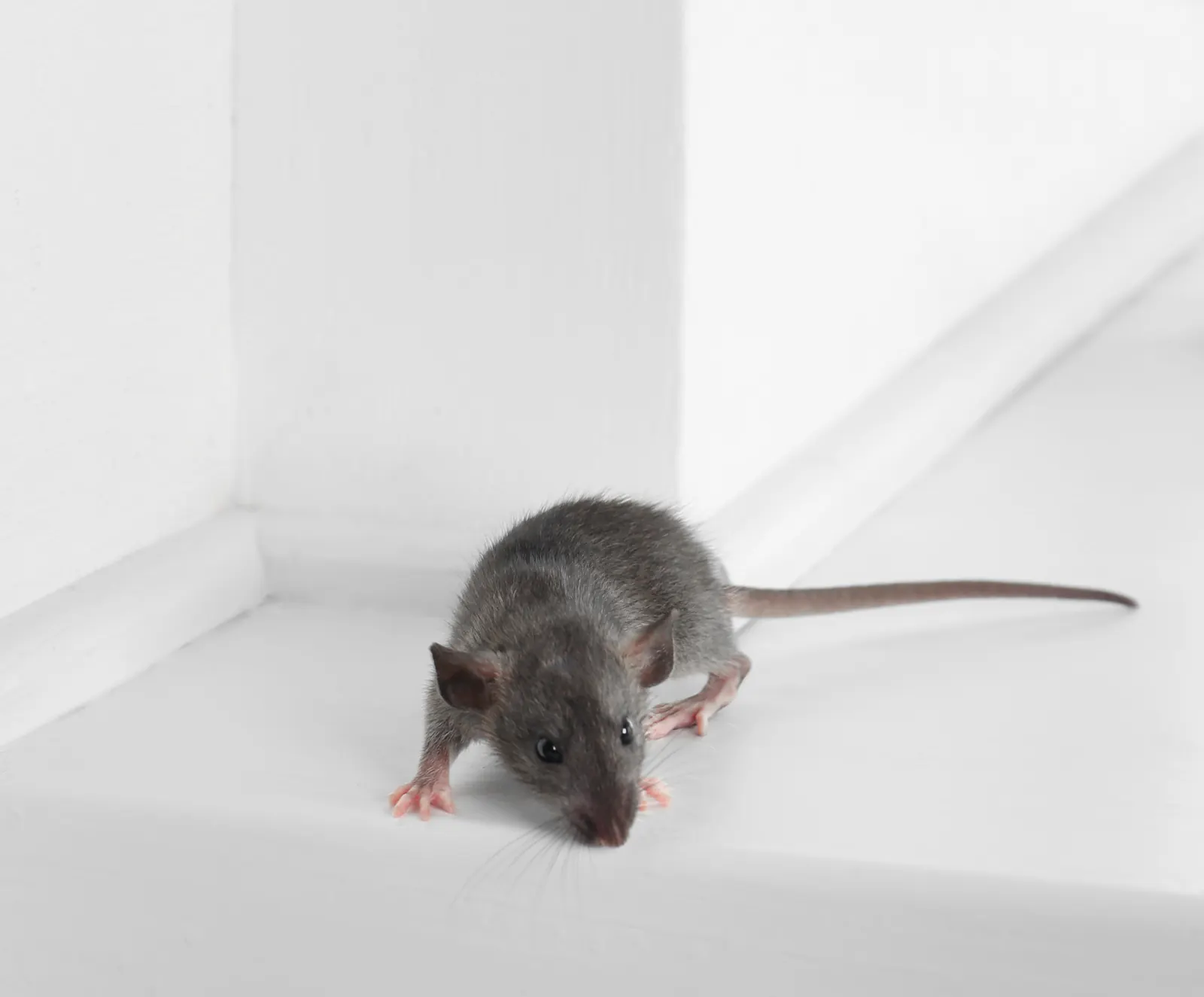 Roof rat on a windowsill — the oak-canopy commuter species that runs limb-to-roofline into Mount Dora FL attics