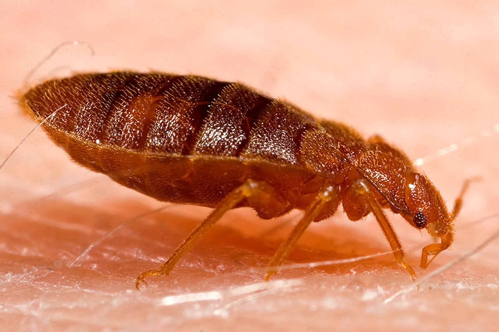 Adult bed bug on skin — the confirmation evidence that starts bed bug treatment in Fort Lauderdale FL