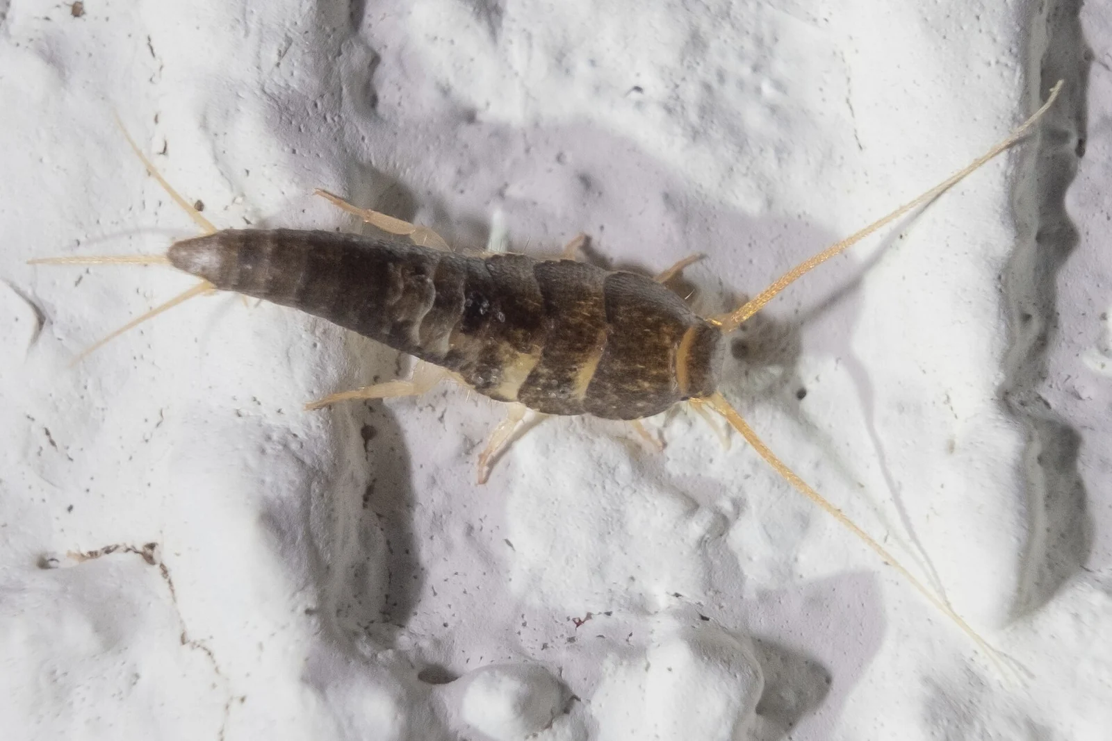 Silverfish on a textured wall surface, the humidity-driven pest found in Lakeland FL bathrooms and closets