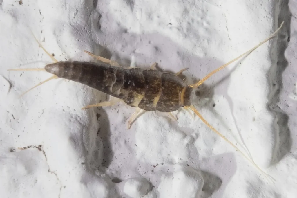 Silverfish (Lepisma saccharina) on a textured wall — the moisture-loving paper pest in Lakeland FL bathrooms