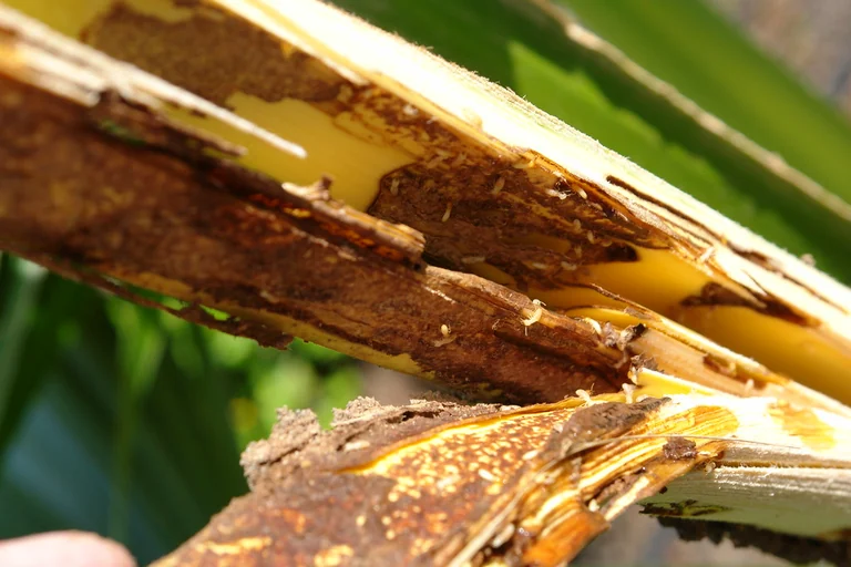 Termite-damaged wood — the drywood and Formosan evidence that drives pest control decisions in South Tampa’s historic homes