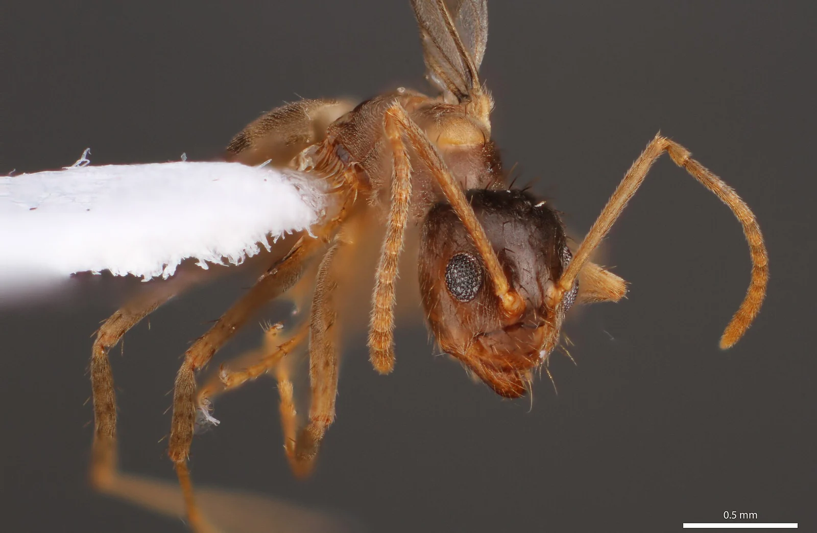Tawny crazy ant worker — the super-colony species that overwhelms standard ant control in Miami FL yards and equipment