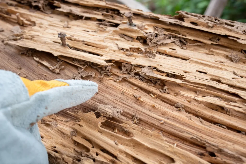Termite feeding galleries etched across a wooden board, a common find during termite inspections at Auburndale, FL homes