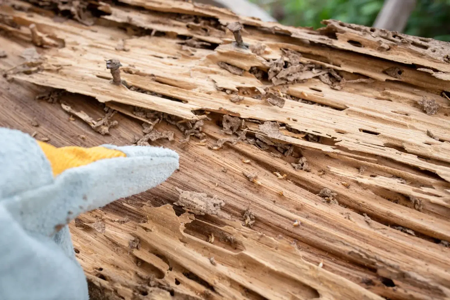Termite feeding galleries in structural wood — the hidden damage drywood colonies cause in Sarasota FL homes