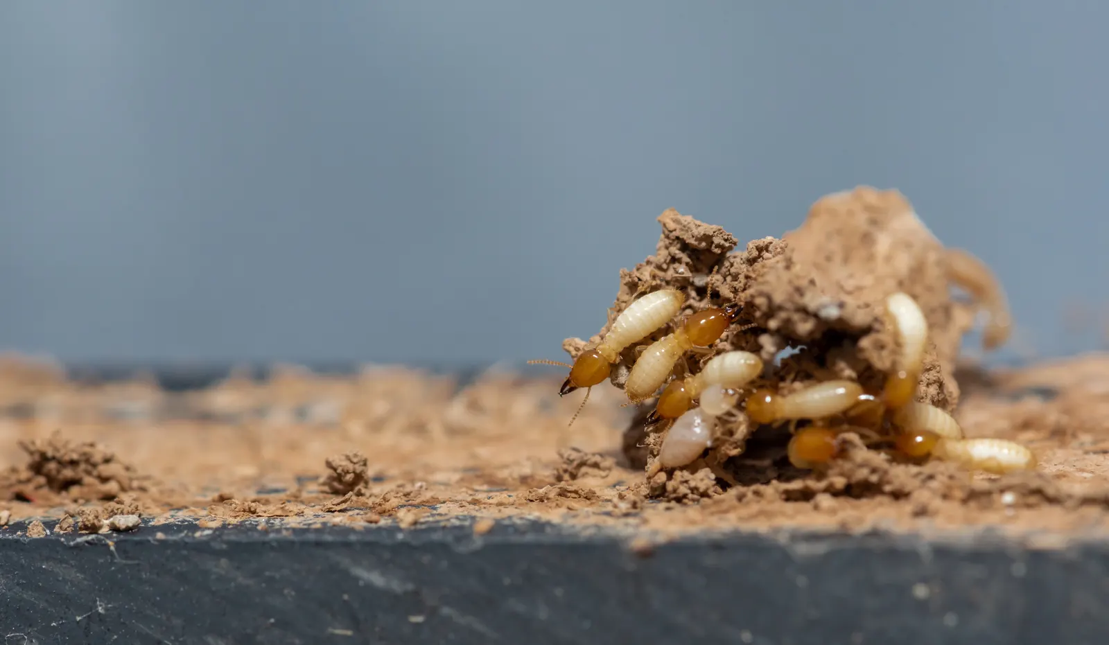 Termite workers feeding in damp wood — Panama City FL's storm-moisture legacy gives subterranean and Formosan colonies their preferred target
