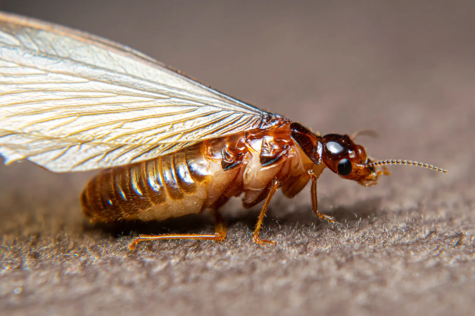 Winged termite swarmers — spring flights carry both drywood colonies across Vero Beach FL's barrier island and subterranean swarms through the mainland grid