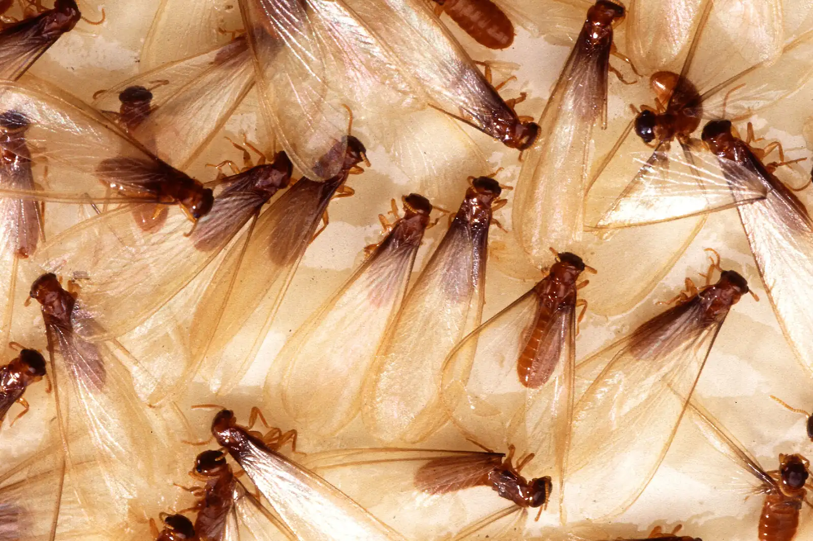 Winged termite swarmers massed before flight — spring swarm season hits older Kissimmee FL neighborhoods hard