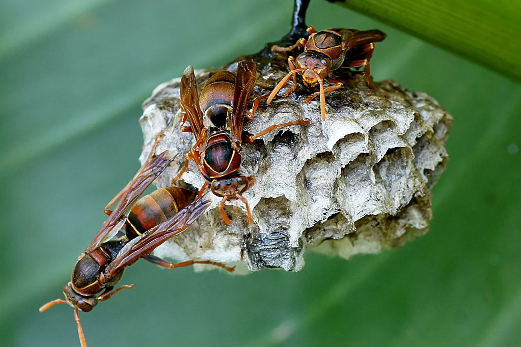 Paper wasp nest with adult wasps on the comb, the stinging-insect nest type found around Polk County FL homes in summer